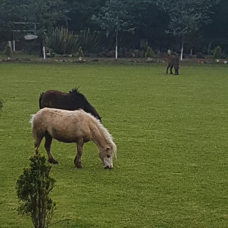 Rancho San Antonio Ξενοδοχείο Huasca de Ocampo Εξωτερικό φωτογραφία